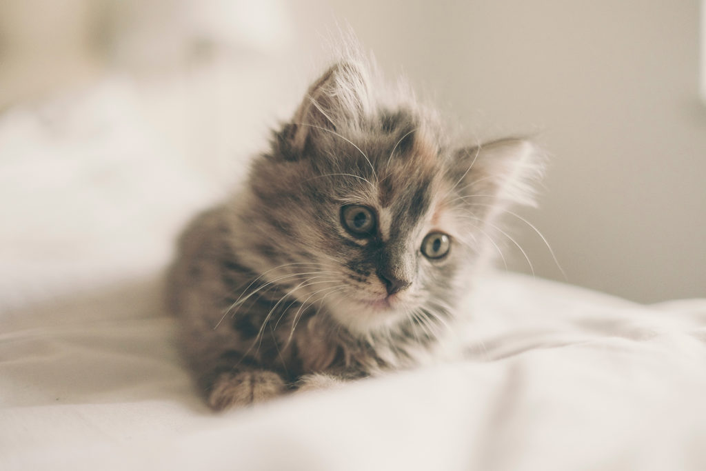 do-kittens-get-lonely-will-my-kitten-be-lonely-while-i-am-at-work
