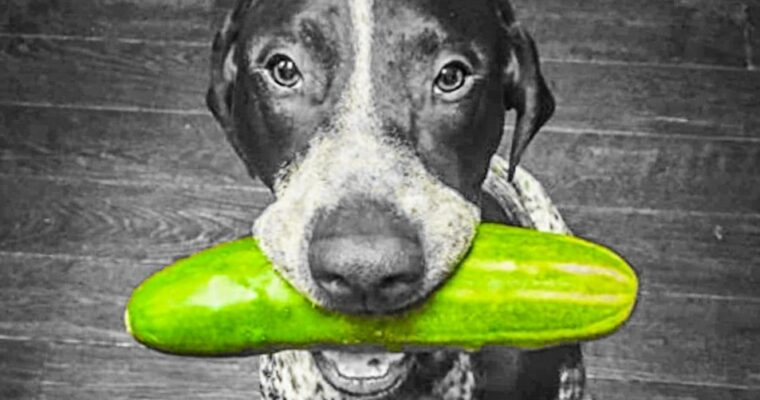 Can Dogs Eat Cucumbers?