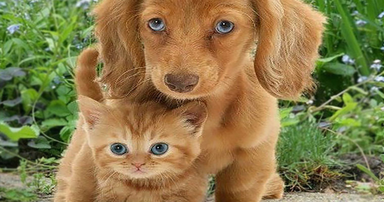 Kitten vs Puppy: Which Is Better? Which Would Suit You Best?