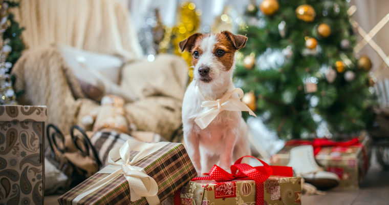 Christmas foods you really shouldn’t give your dog