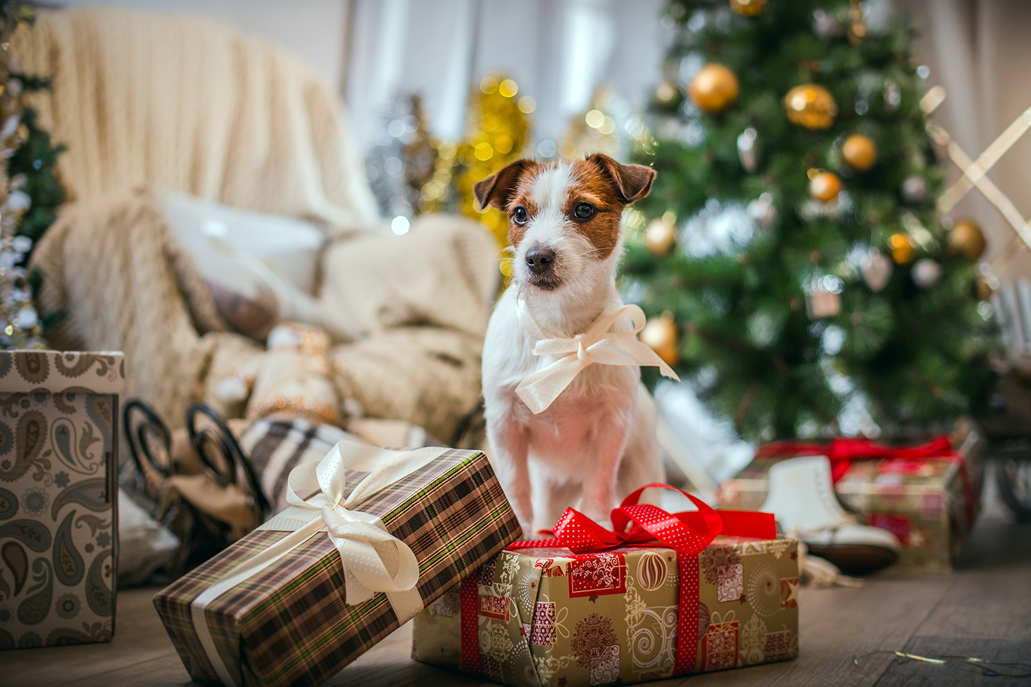 Christmas foods you really shouldn’t give your dog